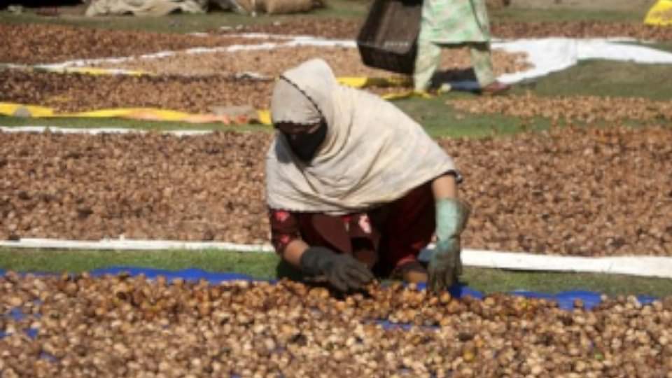 अखरोट की फाइल फोटो