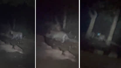 Omkareshwar News: Leopards terrorize the Omkar Parvat-Siddhanath area, and the cowshed is under threat.