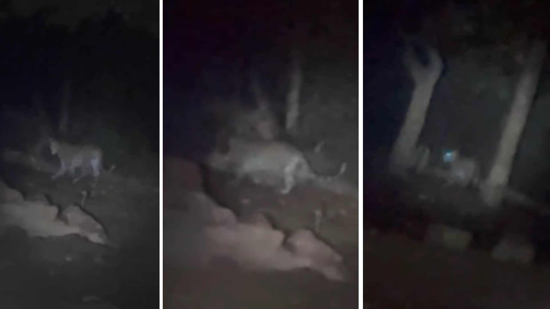 ओंकार पर्वत इलाके में तेंदुए की हलचल बढ़ी है।