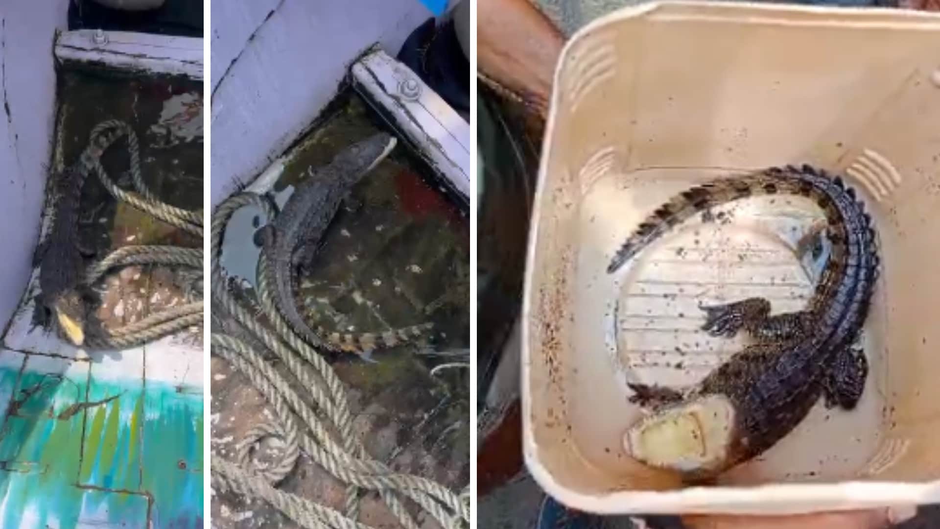 ओंकारेश्वर में फिर नजर आया मगरमच्छ