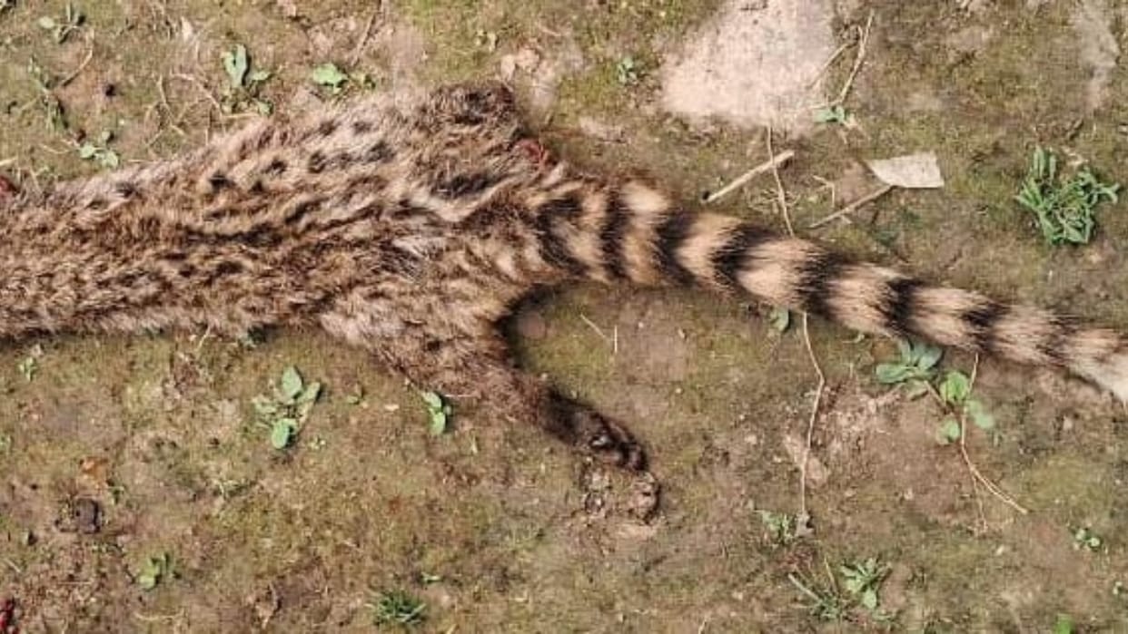 Small Indian Civet crushed to death by vehicle on highway in forest driver arrested in Lakhimpur kheri