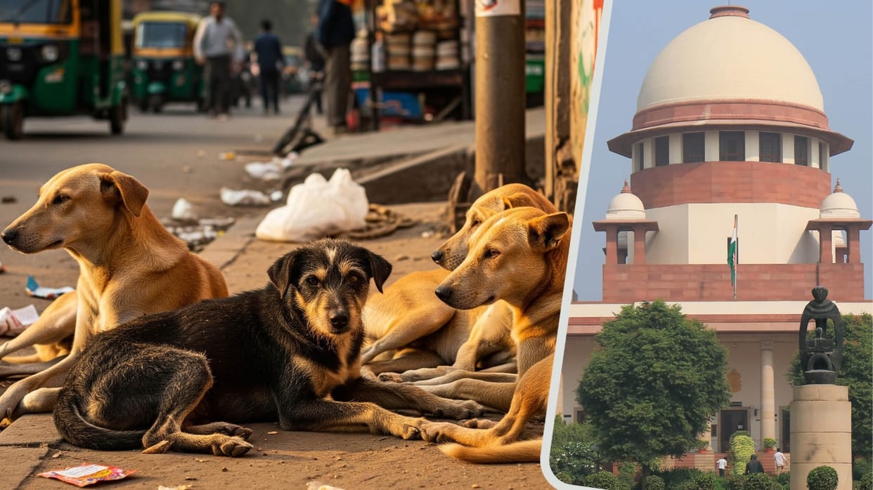 Supreme Court hears suo motu case pertaining to stray dogs news and updates