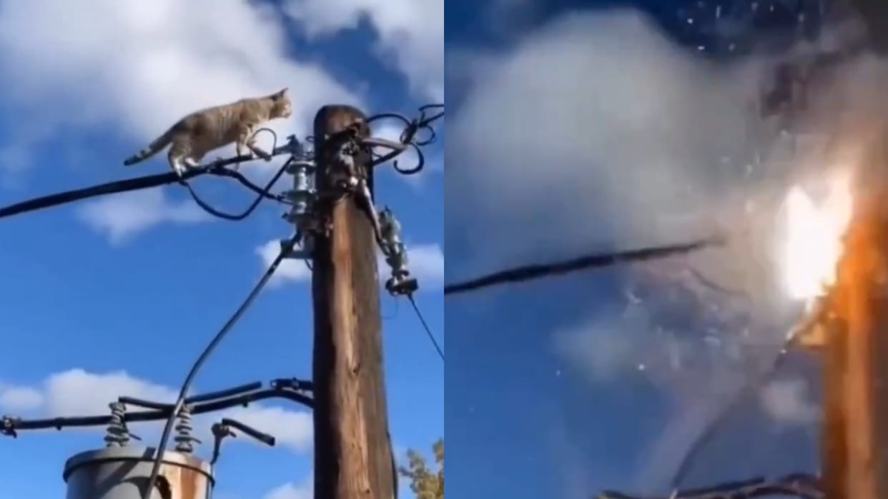 A cat was walking on an electric wire it felt so strong that the electric pole caught fire Video goes Viral