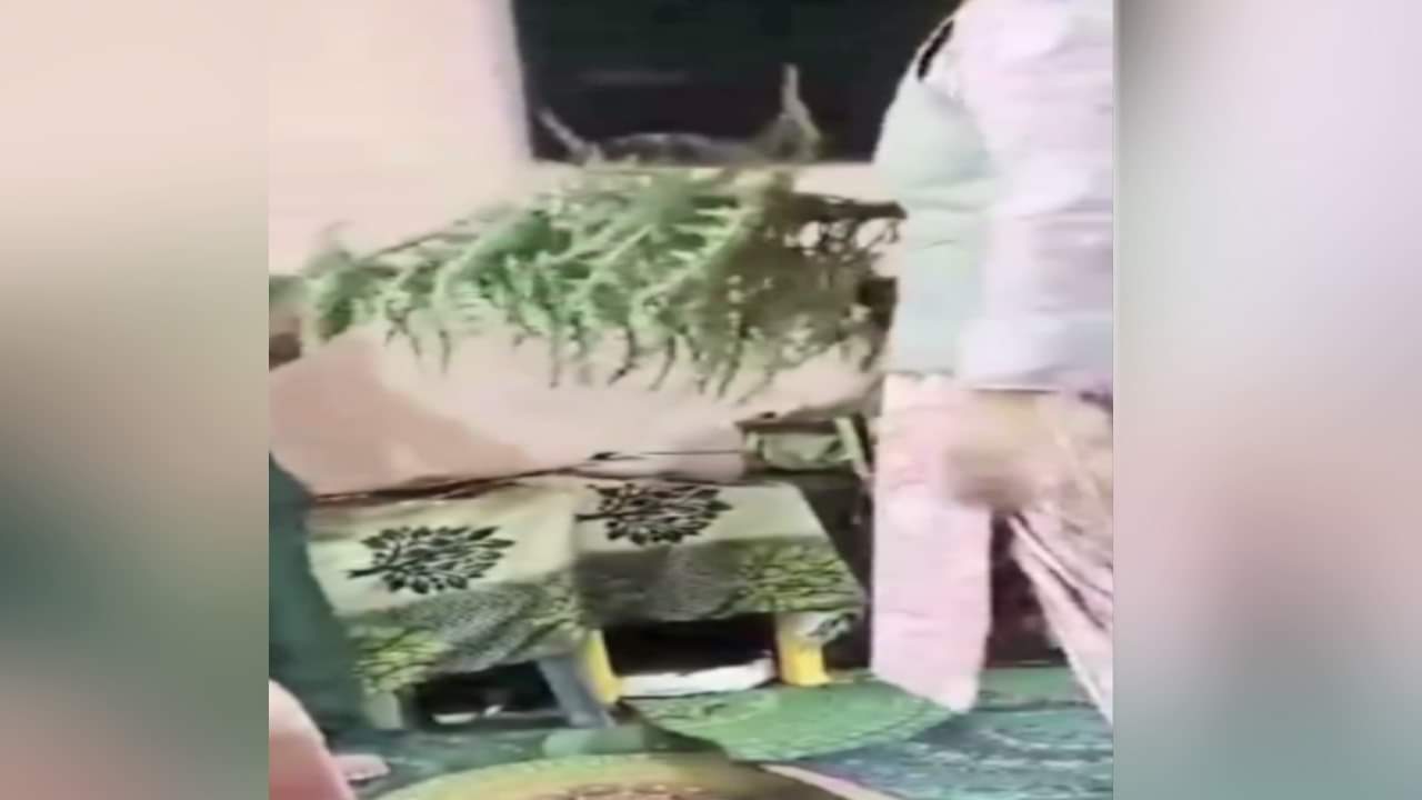 महिला शिक्षक ने बच्चे की कमीज उतारकर कांटेदार झाड़ी से की पिटाई,