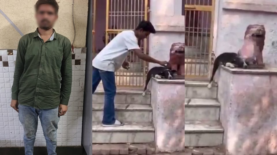Man arrested for throwing firecrackers dog head