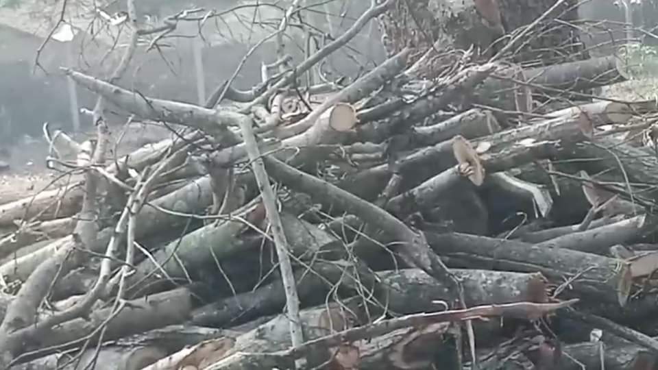 हरा सोना लूटने की खुली छूट