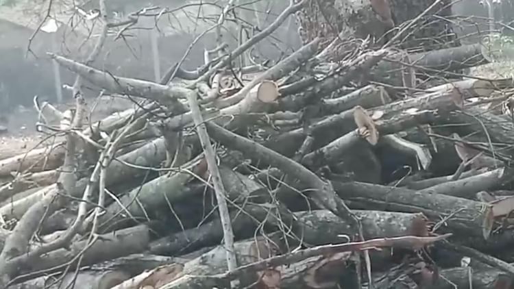 कोंडागांव: हरा सोना लूटने की खुली छूट, अधिकारियों को नहीं भनक, बीटगार्ड और डिप्टी रेंजर के भरोसे चल रहा सिस्टम