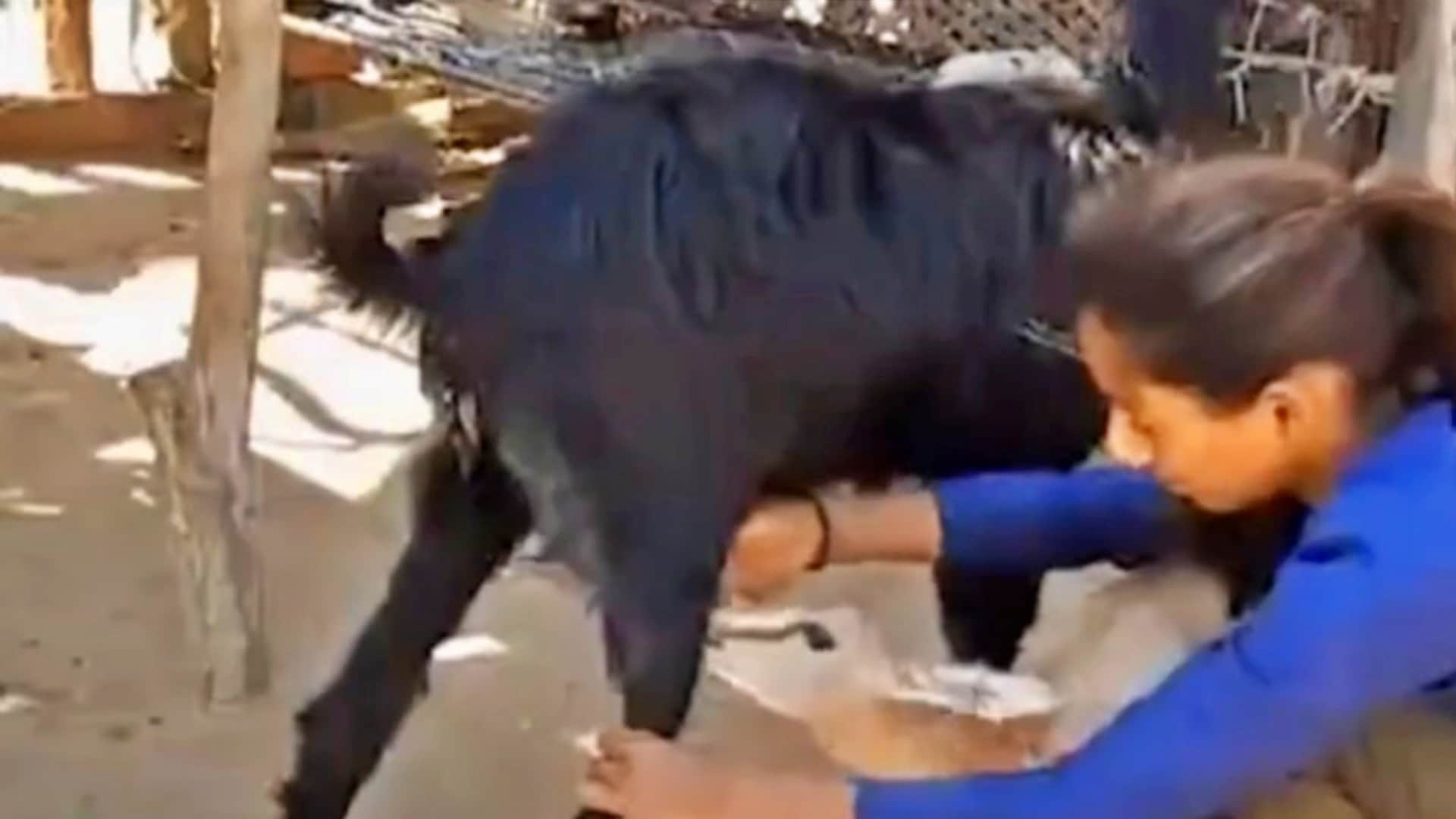 Rajasthan News 11 Year Old Pooja Kanwar Raises Baby Deer Munki Know Details News in Hindi