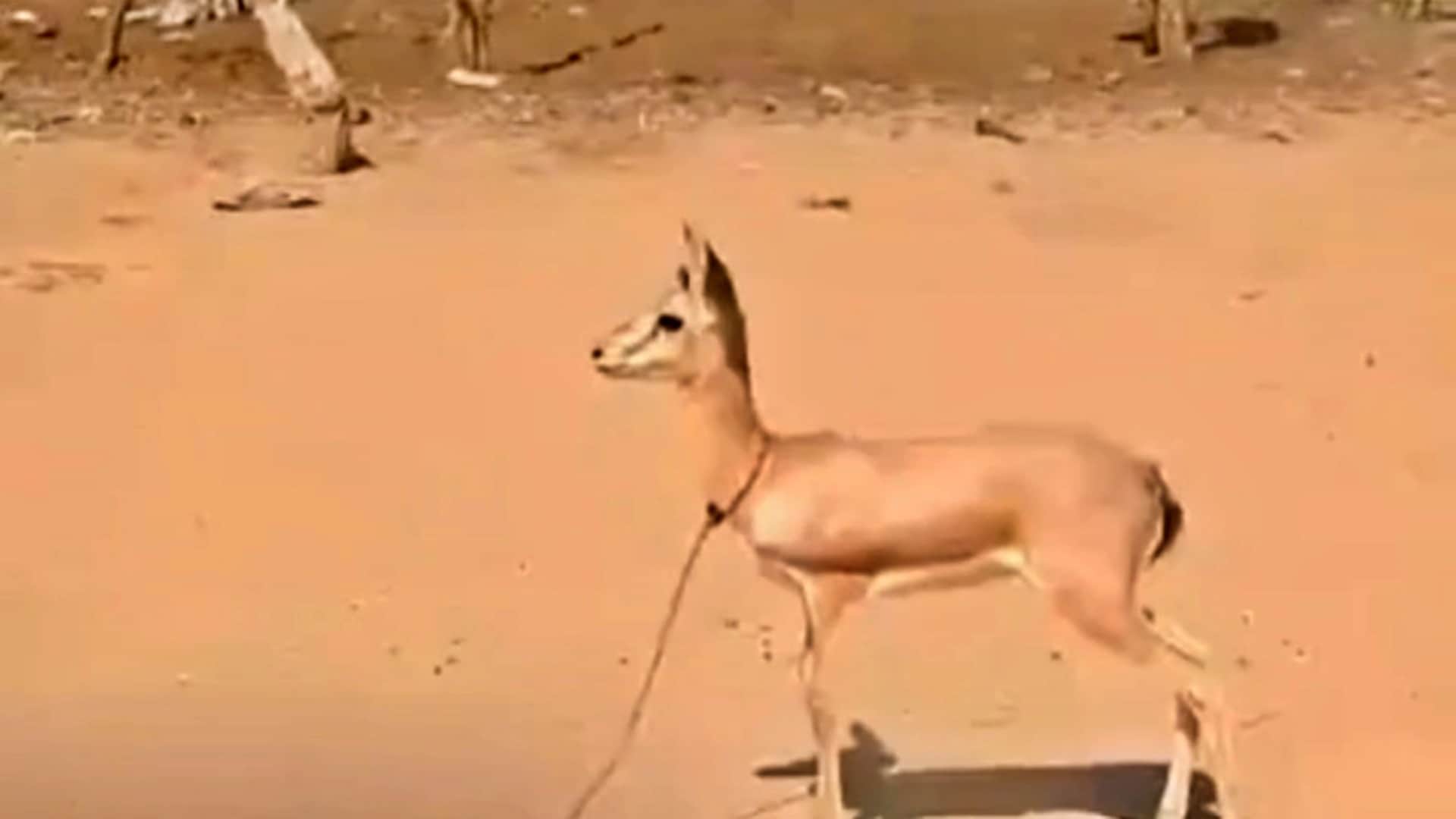 Rajasthan News 11 Year Old Pooja Kanwar Raises Baby Deer Munki Know Details News in Hindi