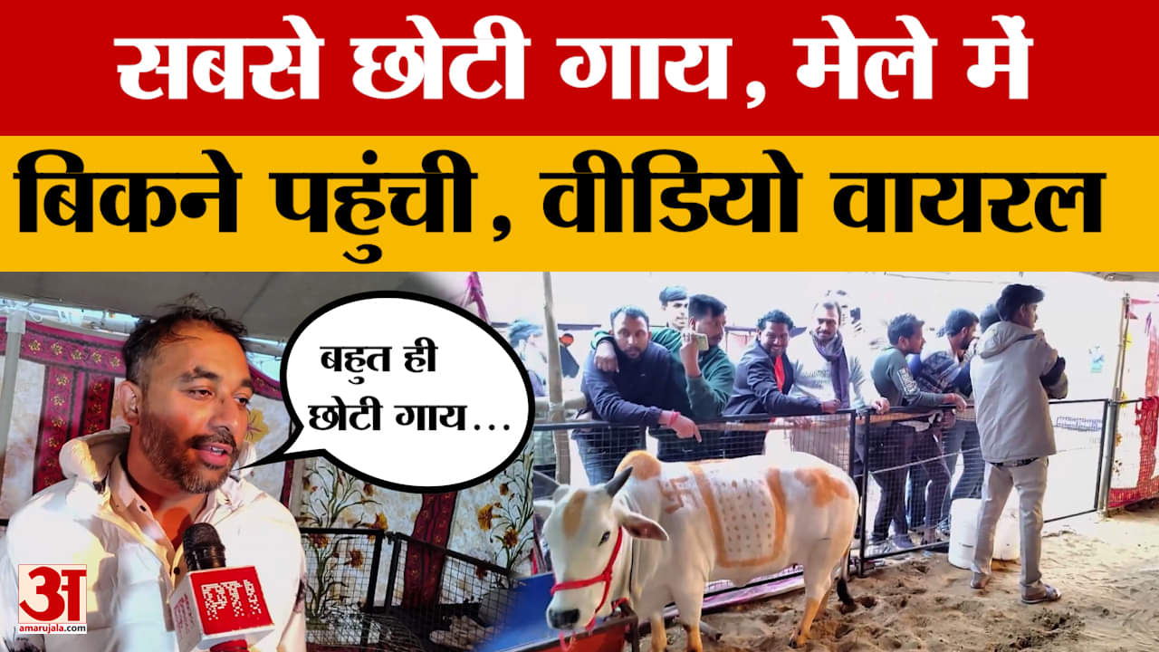 Ajmer: Pushkar के प्रसिद्ध मेले में पहुंची देश की सबसे छोटी गाय, लोग बस देखते ही रह गए।