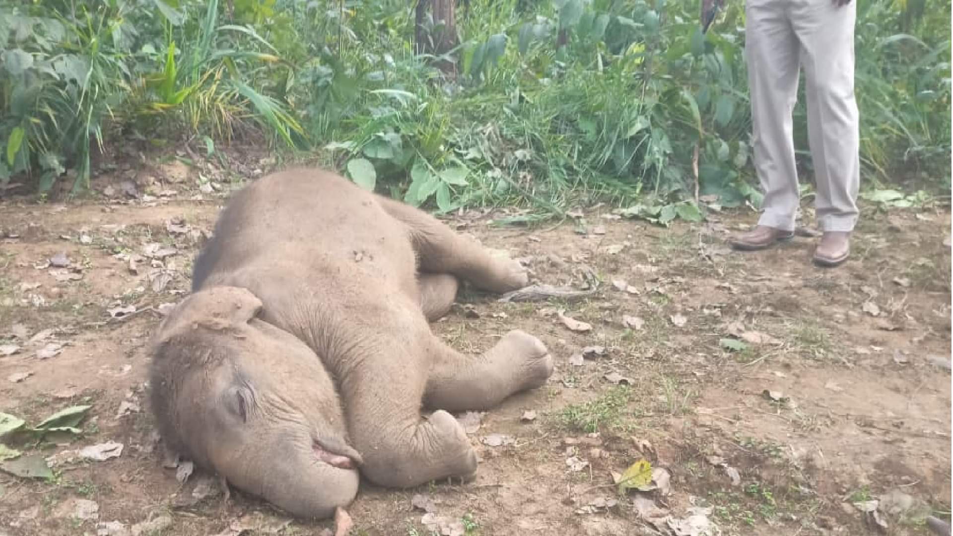 छाल रेंज में मादा हाथी शावक की डूबकर मौत