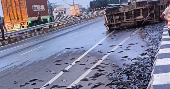 Kanpur pickup loaded with fish overturned on the highway villagers collected the fish scattered on the road