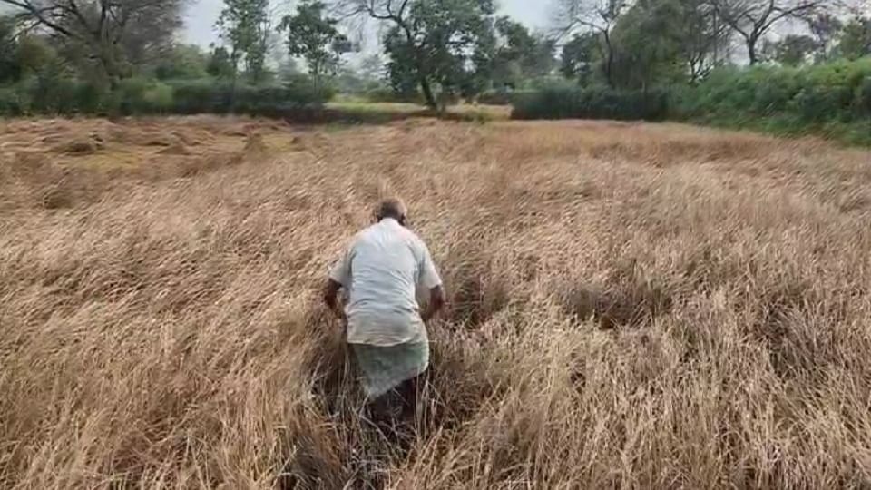 किसानों की फसल बर्बाद