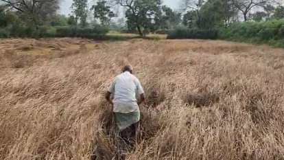 किसानों की फसल बर्बाद