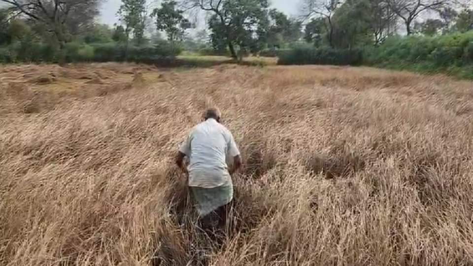 किसानों की फसल बर्बाद