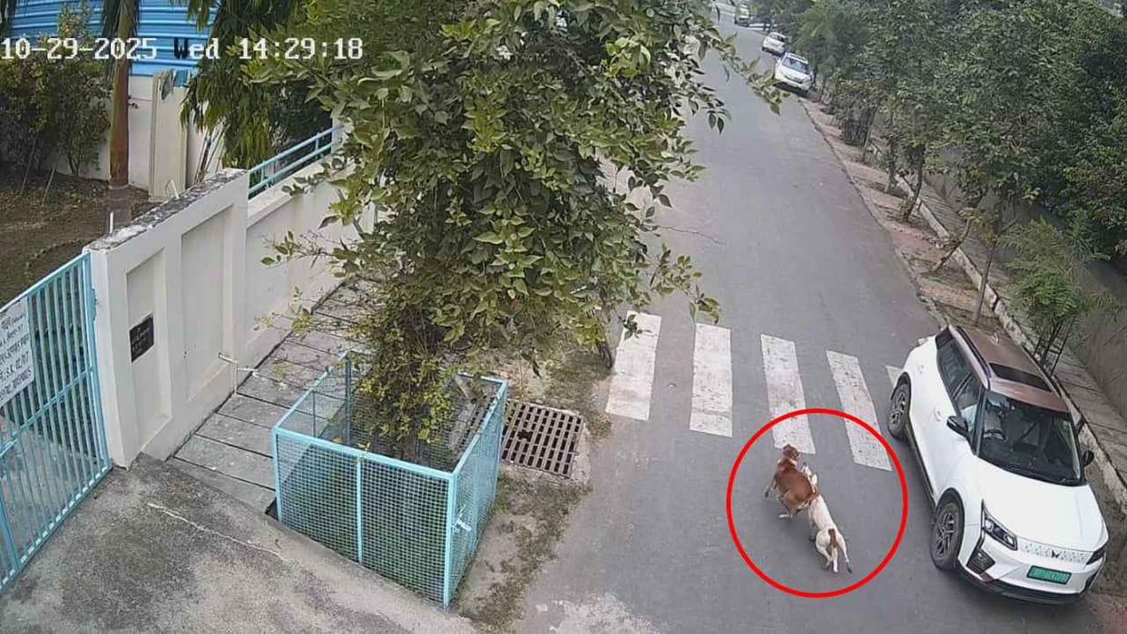 Dog Attack: Stray dog terrorizes Noida, attacks three children playing in the park, incident captured on CCT