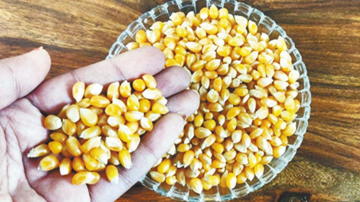 Himachal grow maize through natural farming government purchased at Rs 40 per kg instead of Rs 30