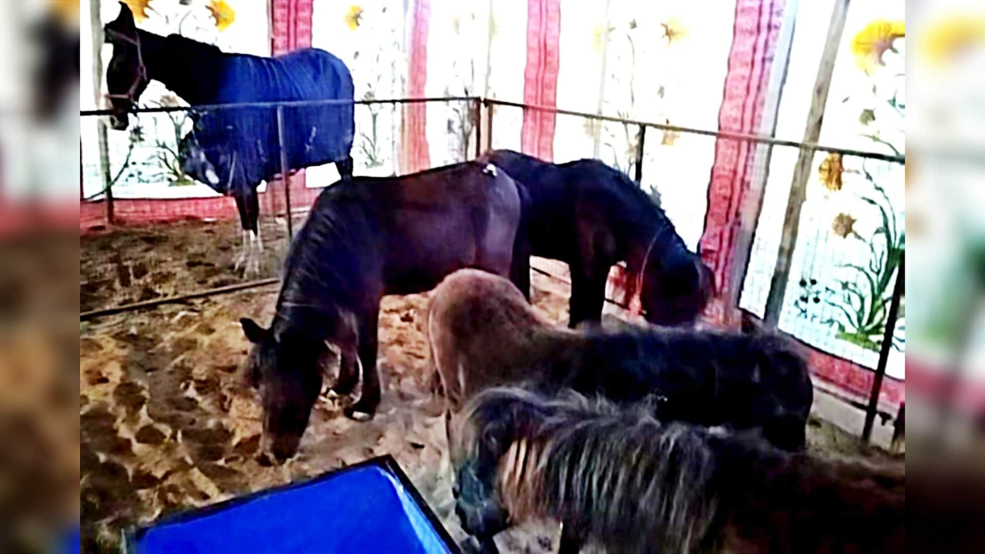 Pushkar Fair 2025: Punganur Cows and Mini Horses Become Attractions, Crowds Gather to Watch Exhibition