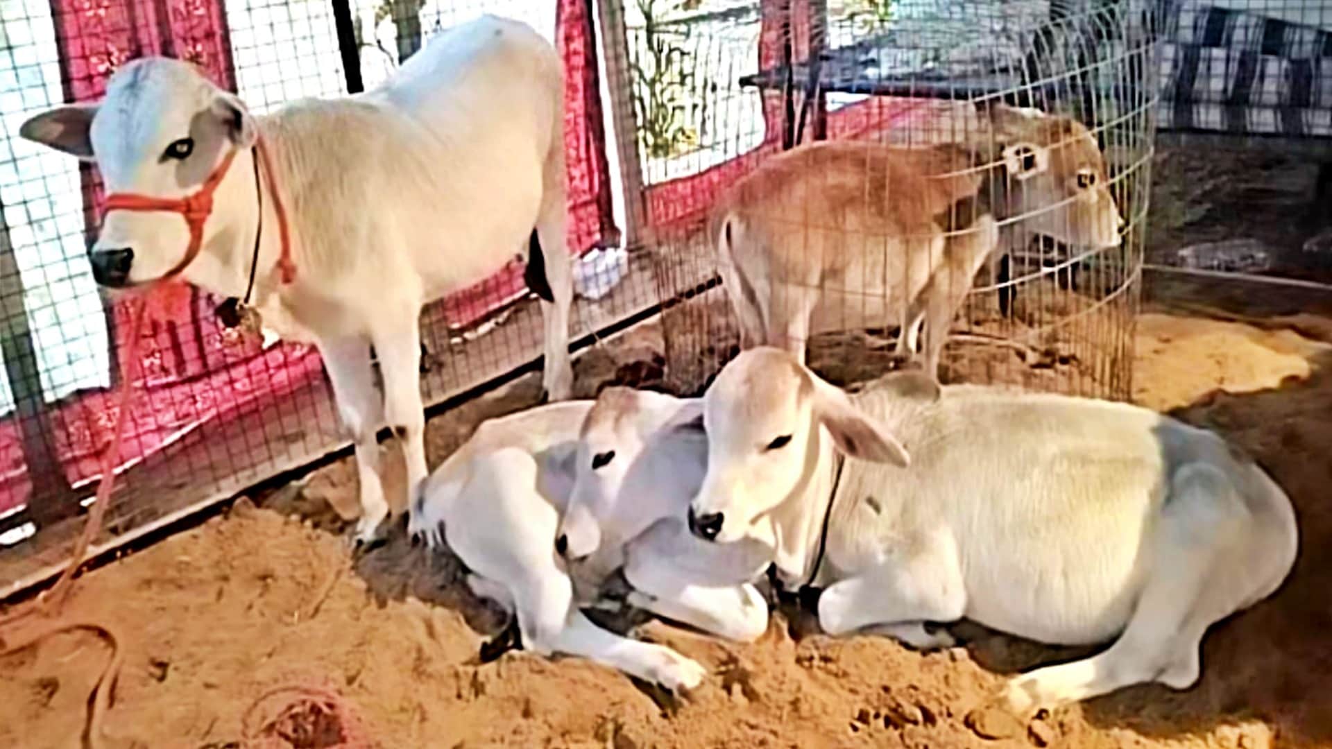 Pushkar Fair 2025: Punganur Cows and Mini Horses Become Attractions, Crowds Gather to Watch Exhibition