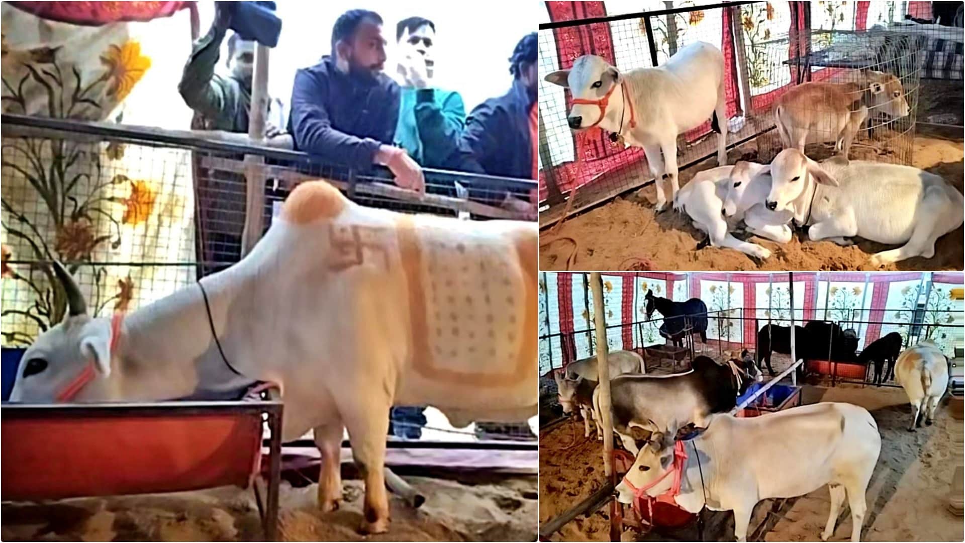 Pushkar Fair 2025: Punganur Cows and Mini Horses Become Attractions, Crowds Gather to Watch Exhibition