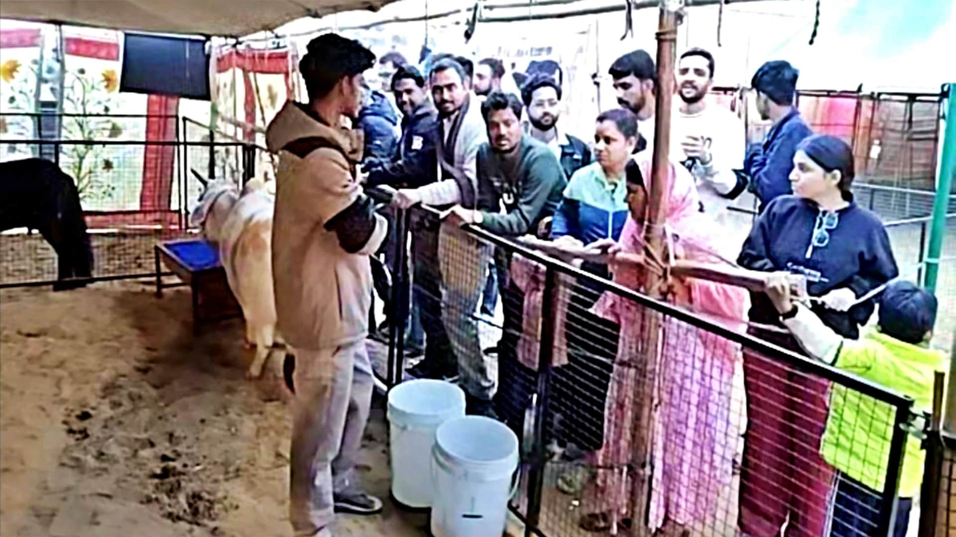 Pushkar Fair 2025: Punganur Cows and Mini Horses Become Attractions, Crowds Gather to Watch Exhibition