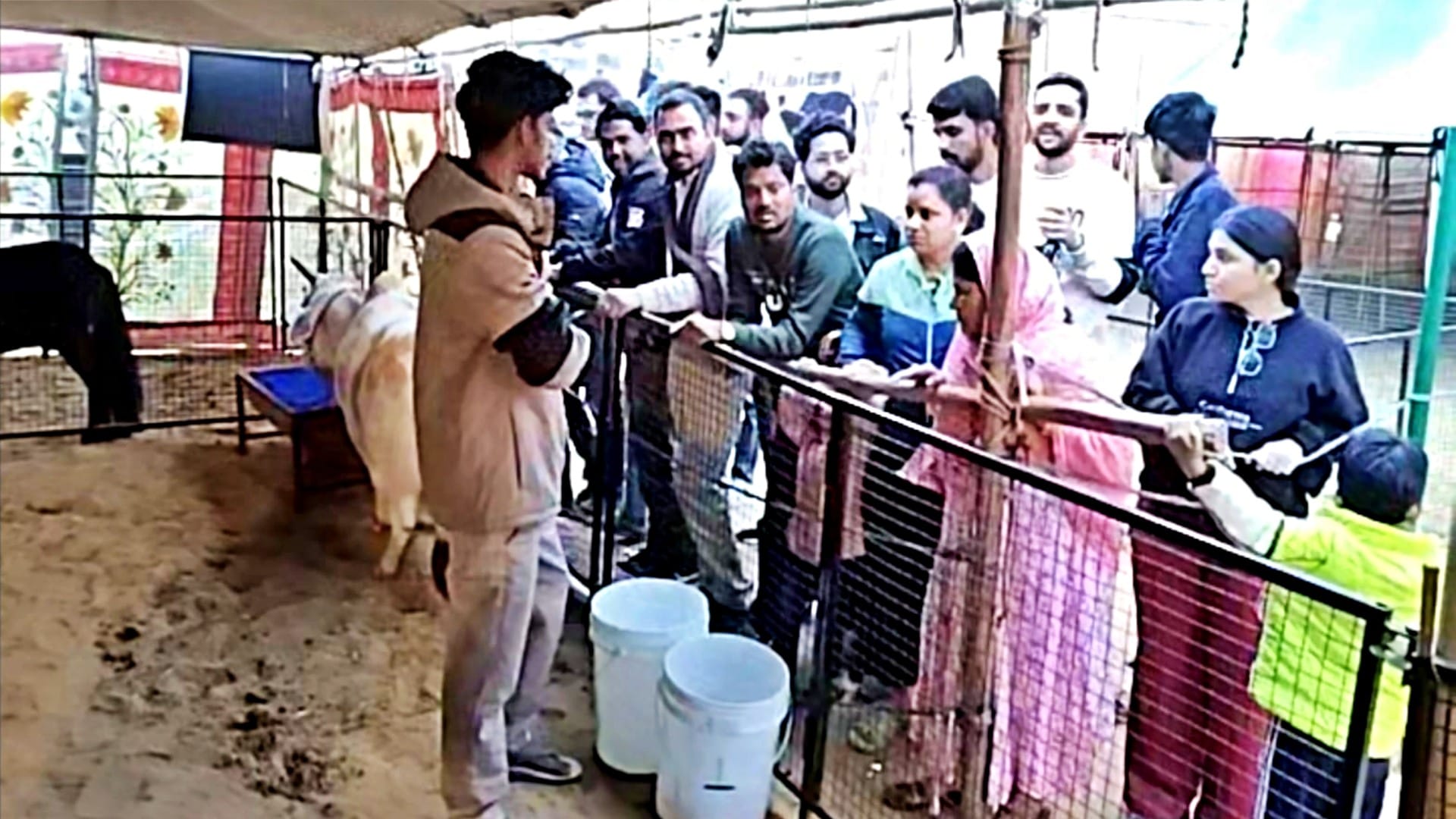 Pushkar Fair 2025: Punganur Cows and Mini Horses Become Attractions, Crowds Gather to Watch Exhibition