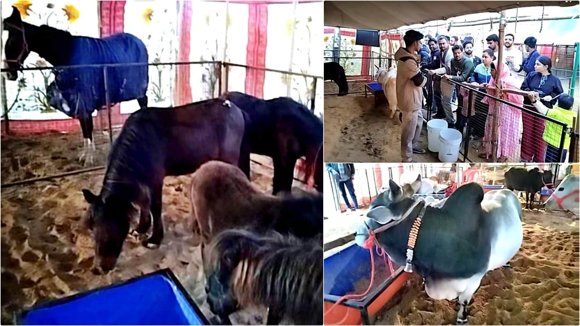 Pushkar Fair 2025: Punganur Cows and Mini Horses Become Attractions, Crowds Gather to Watch Exhibition