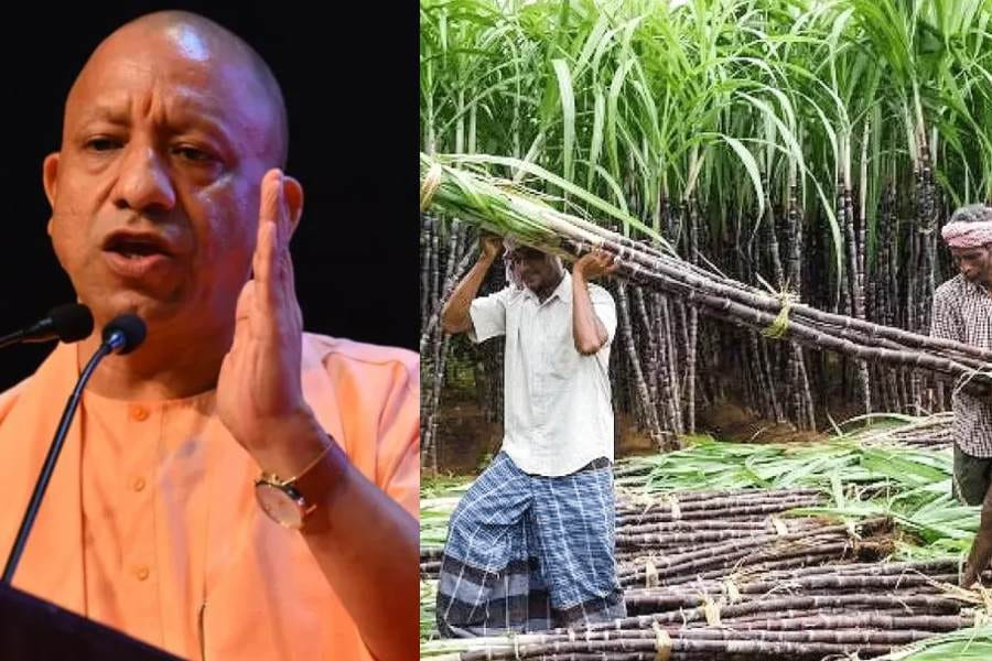UP: Sugarcane prices increased for the fourth time under the Yogi government, with higher payments for early c