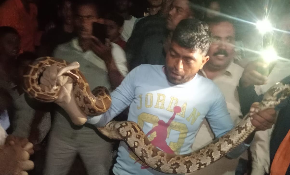 8-Foot-Long Python Creates Panic in Bhalokhara Village