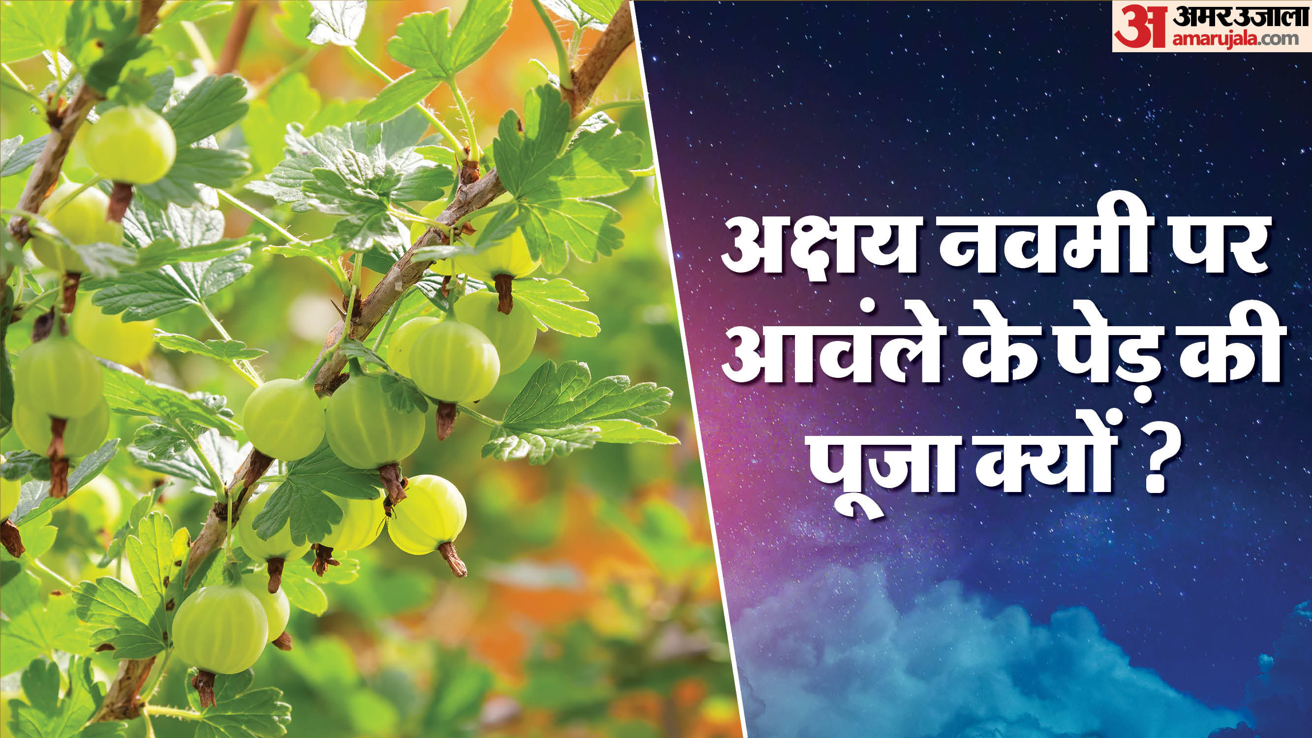 Amla Navami 2025: कार्तिक मास के शुक्ल पक्ष की नवमी तिथि को आंवला नवमी या अक्षय नवमी के रूप में मनाया जाता है।