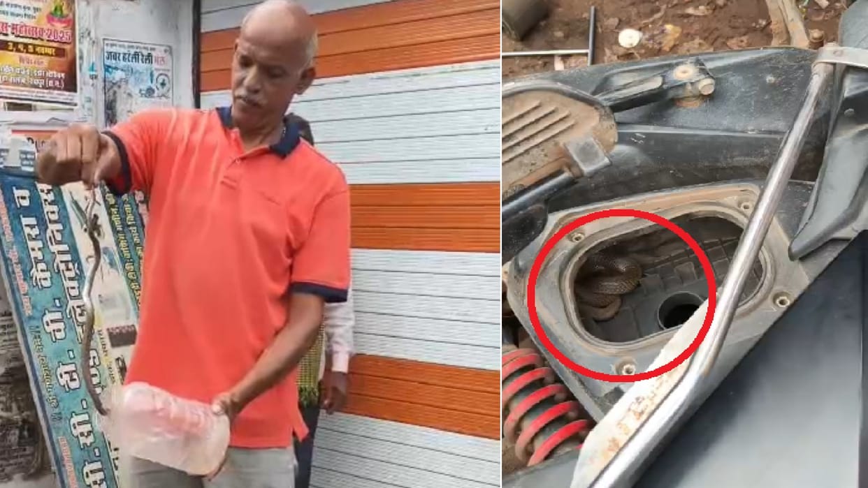 Video A highly venomous baby cobra entered a woman s scooter