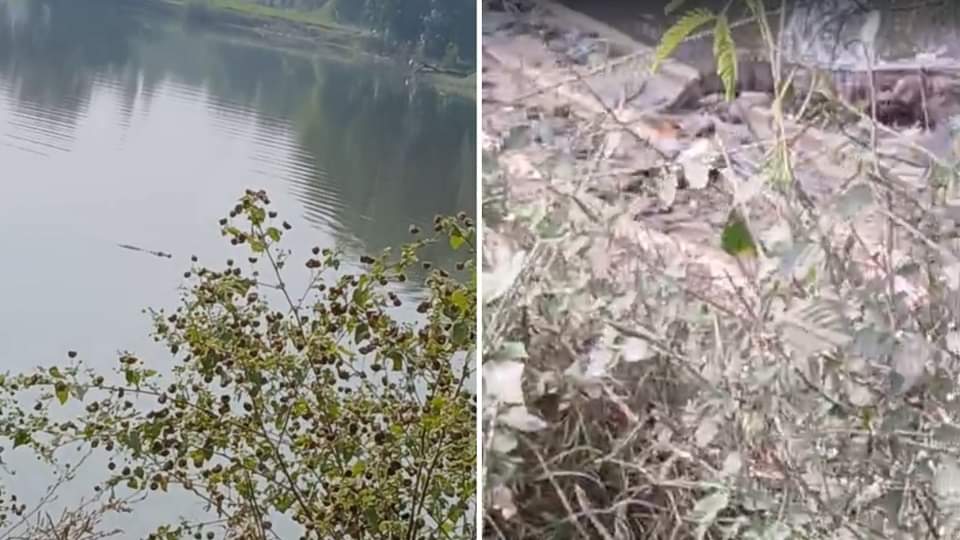 तालाब में दिखे मगरमच्छ