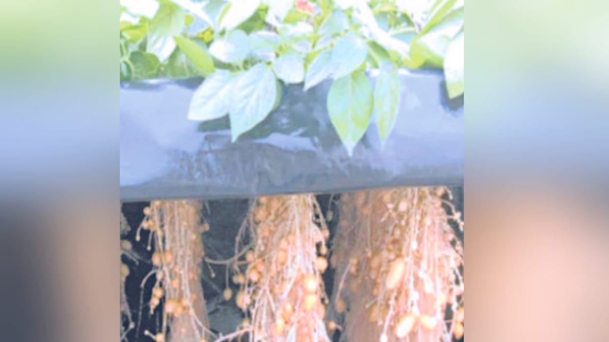 CPRI hydroponics method has increased potato production by two tonnes per hectare in the country.