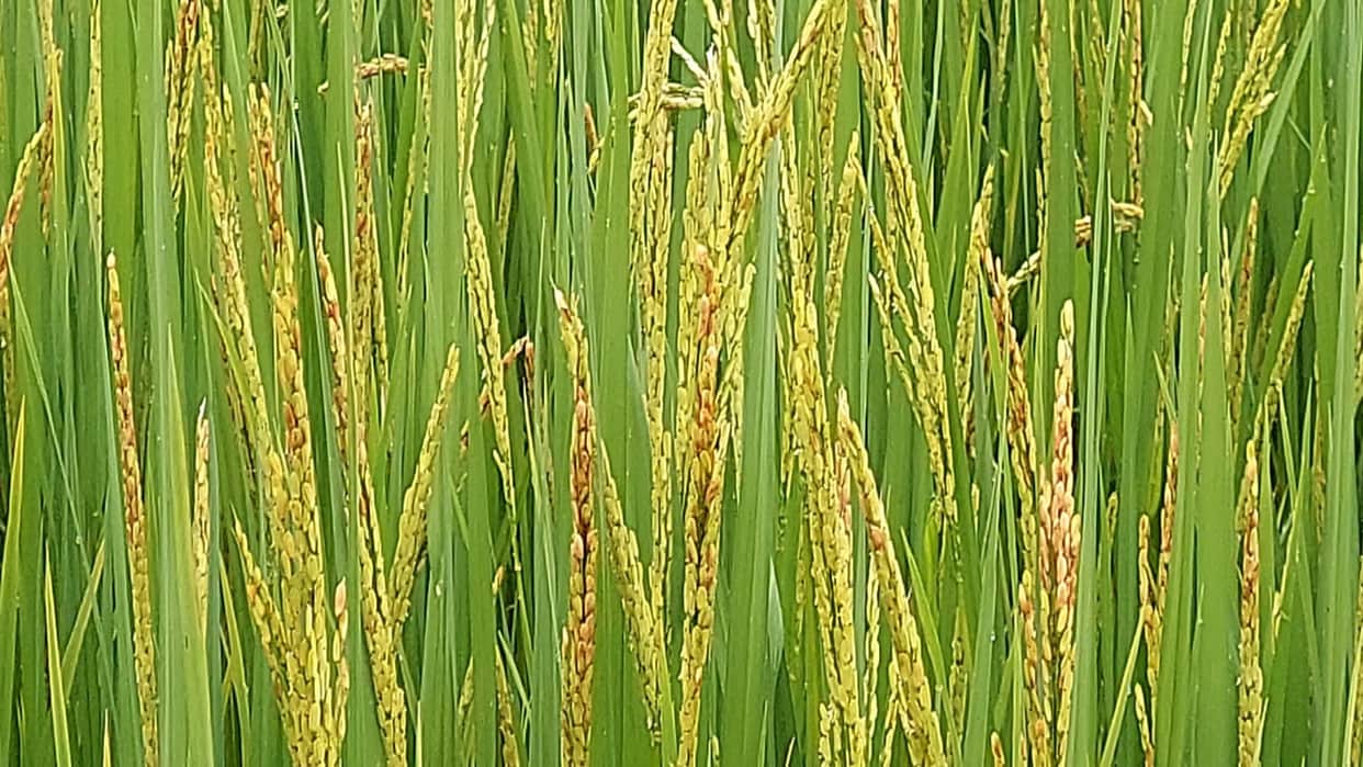 Pest infestation on paddy crop increases, Agriculture Department appeals to farmers for regular inspection