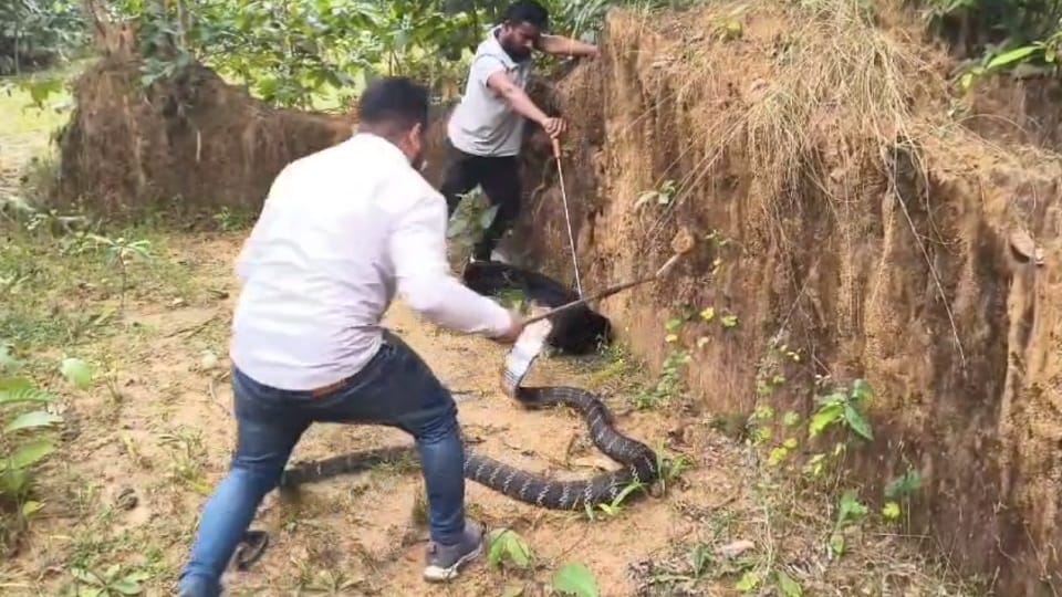 World longest snake caught on camera in Korba
