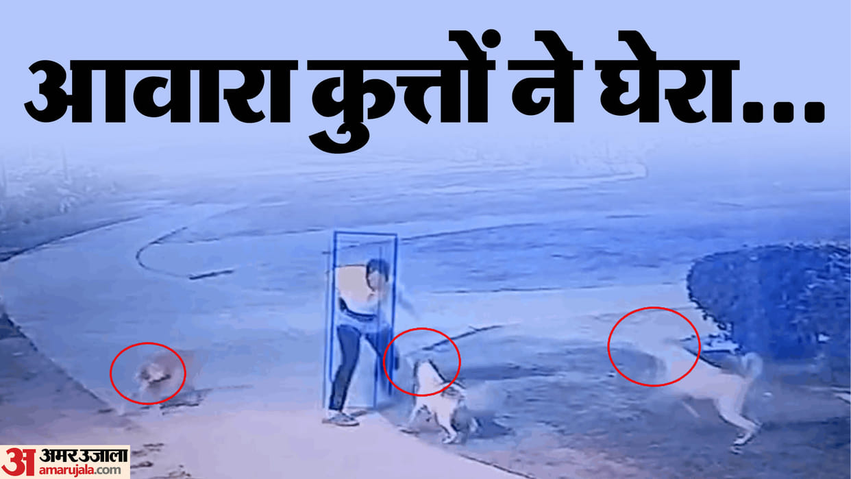 Stray dogs attack man walking in society park in greater noida west