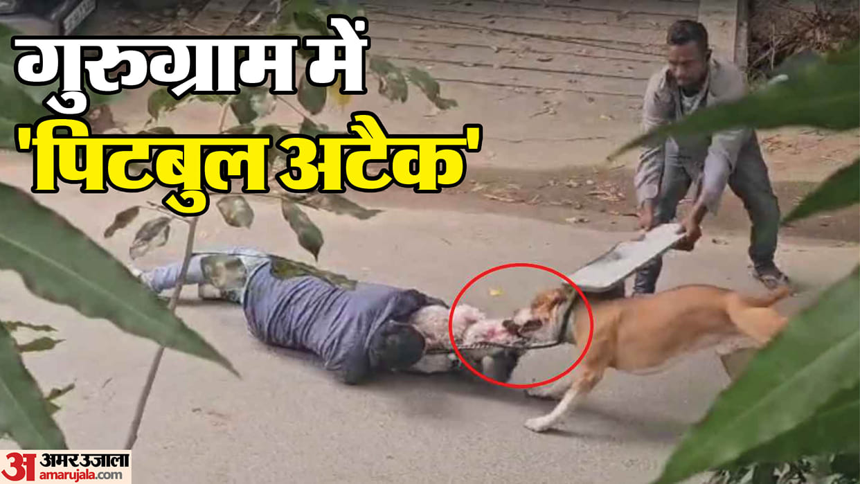 Pet pitbull injures man and dog in Gurugram