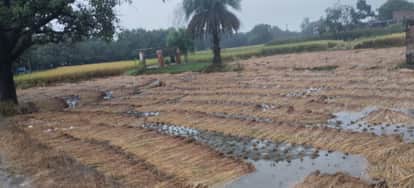 काकोरी इलाके में बारिश से खेत में खड़ी फसल चौपट हो गई।