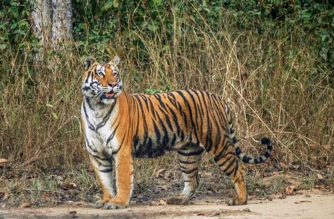 MP News: The roar of tigers and the speed of cheetahs have made Madhya Pradesh an attractive tourist destinati