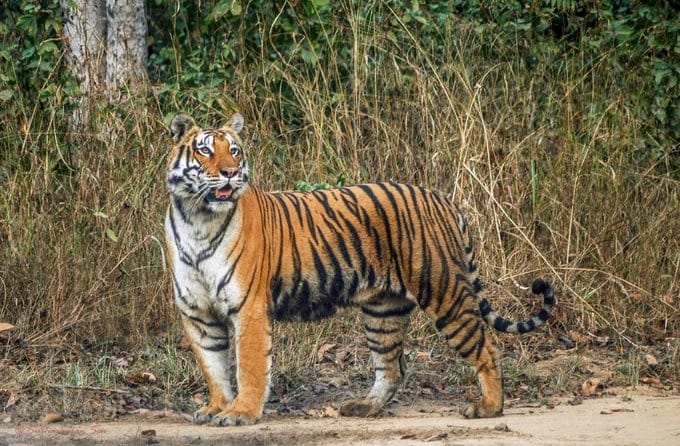MP News: The roar of tigers and the speed of cheetahs have made Madhya Pradesh an attractive tourist destinati