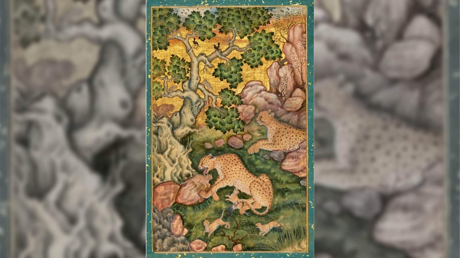 'ए फैमिली ऑफ चीता इन ए रॉकी लैंडस्केप'