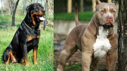 पंजाब में खतरनाक नस्ल के कुत्तों पर प्रतिबंध।