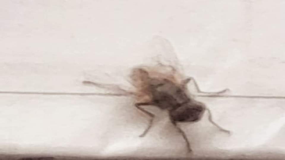 पिसावा में सीसी मक्खी