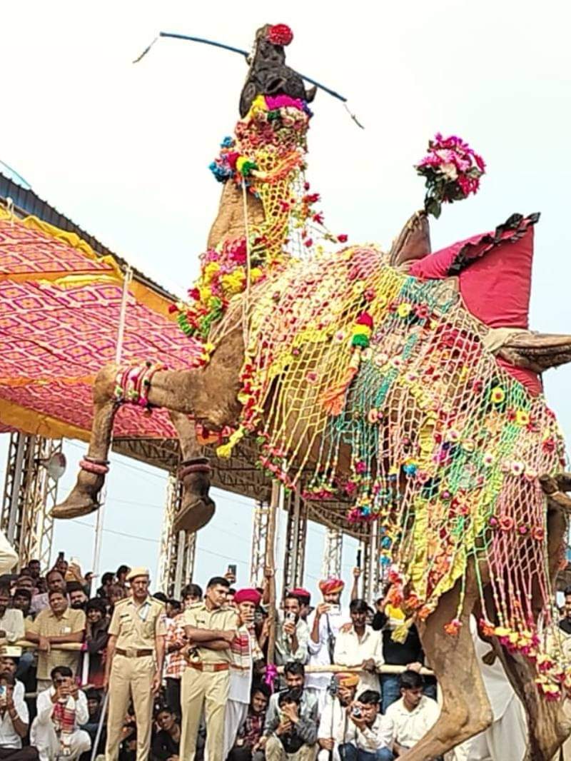 पुष्कर मेला: ऊंट नृत्य प्रतियोगिता देख दर्शक हुए मंत्रमुग्ध, तालियों से गूंज उठा मैदान
