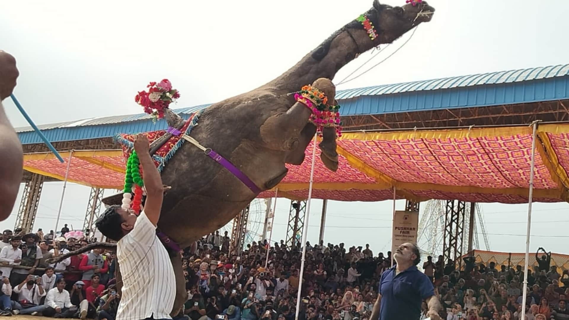 Rajasthan Pushkar Mela 2025 Camel Dance Steals the Show Mesmerizing Indian and Foreign Tourists