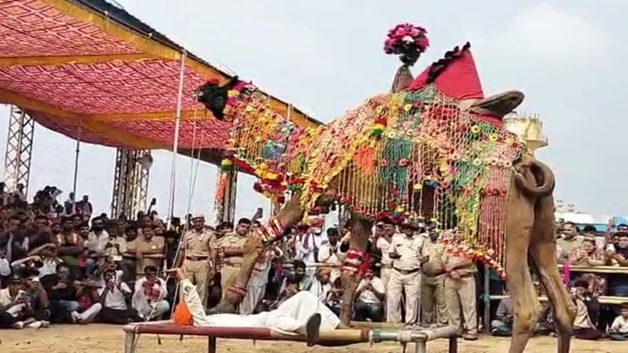 Rajasthan Pushkar Mela 2025 Camel Dance Steals the Show Mesmerizing Indian and Foreign Tourists