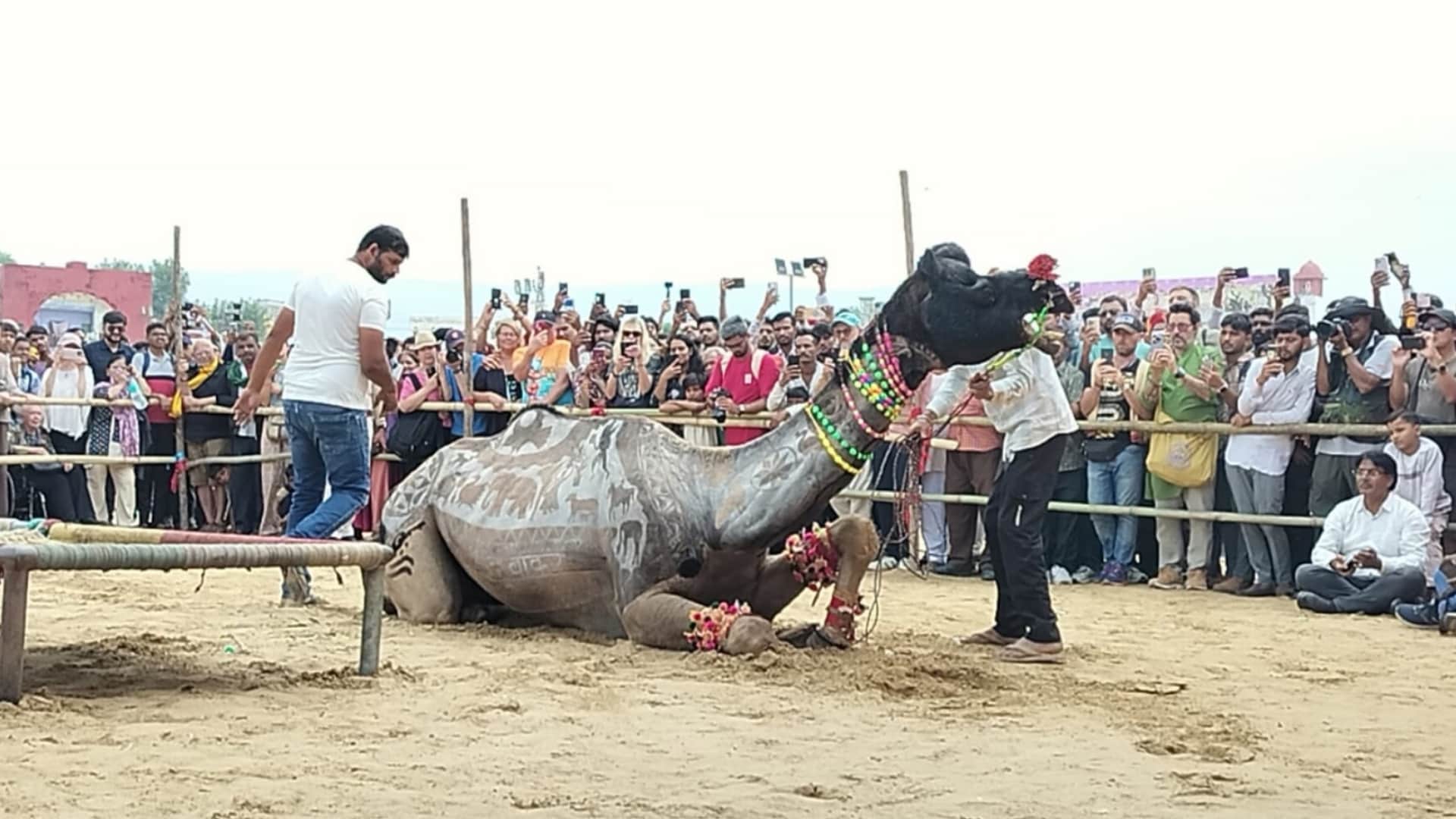 Rajasthan Pushkar Mela 2025 Camel Dance Steals the Show Mesmerizing Indian and Foreign Tourists