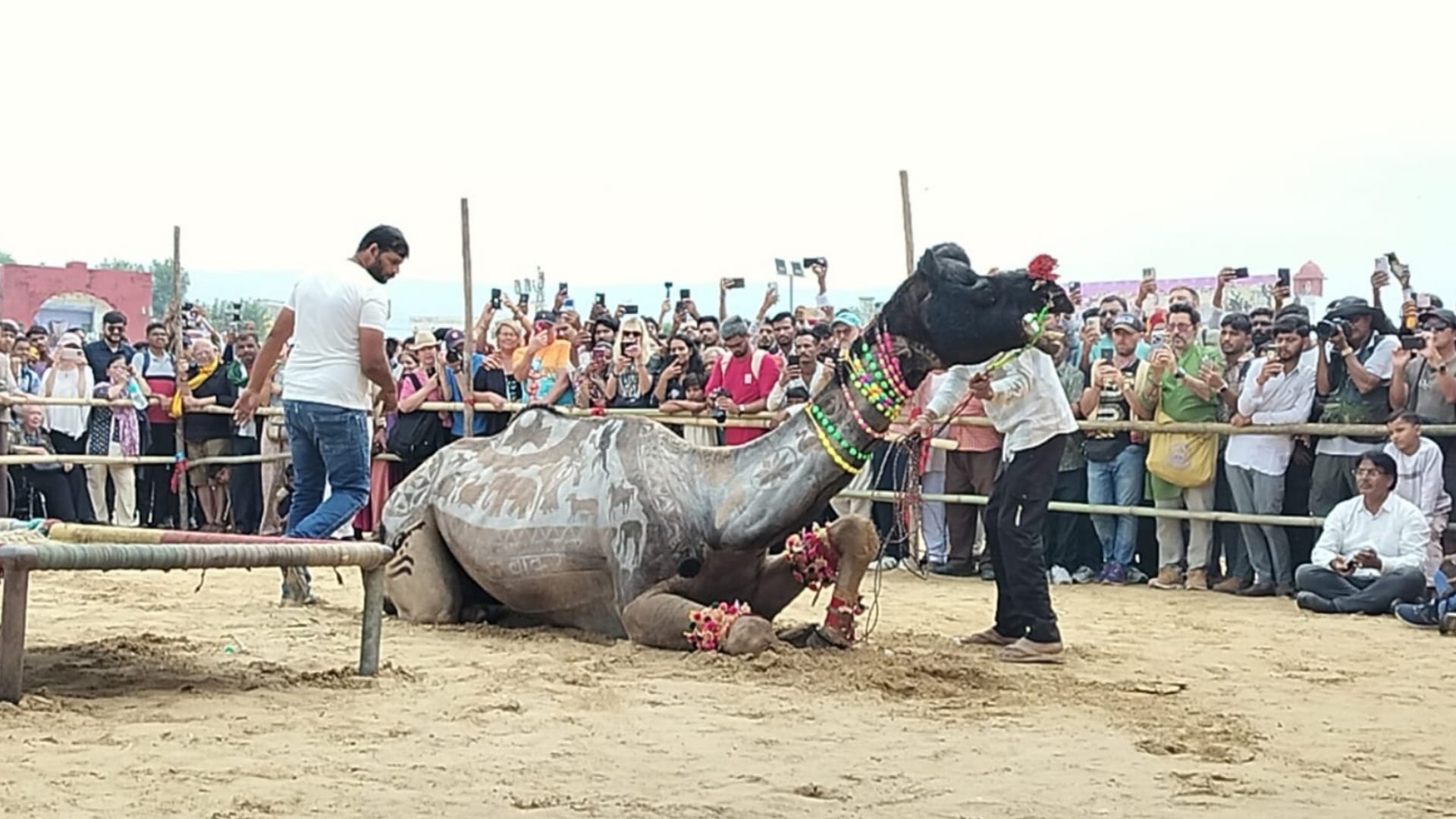 Rajasthan Pushkar Mela 2025 Camel Dance Steals the Show Mesmerizing Indian and Foreign Tourists