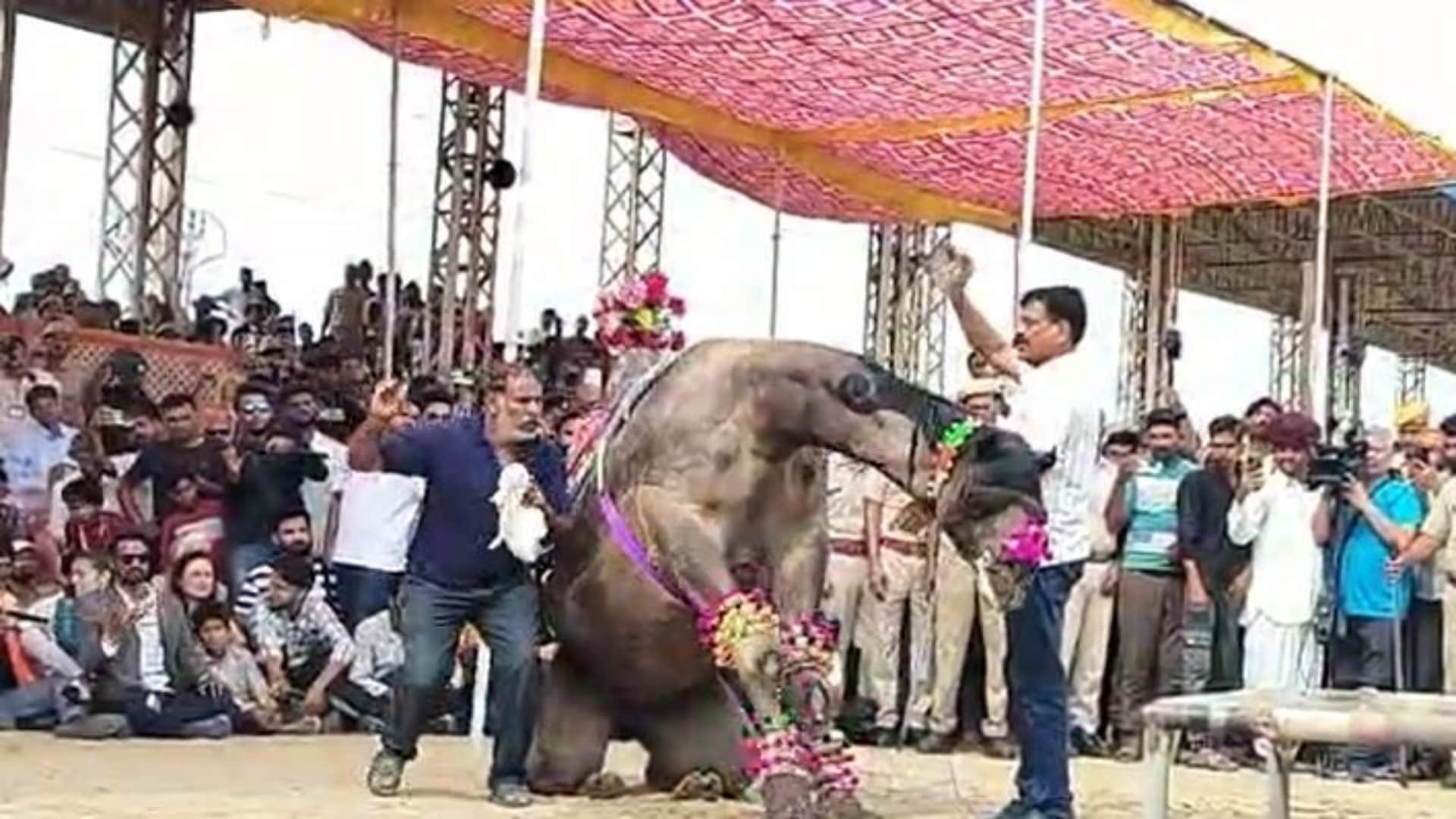 Rajasthan Pushkar Mela 2025 Camel Dance Steals the Show Mesmerizing Indian and Foreign Tourists