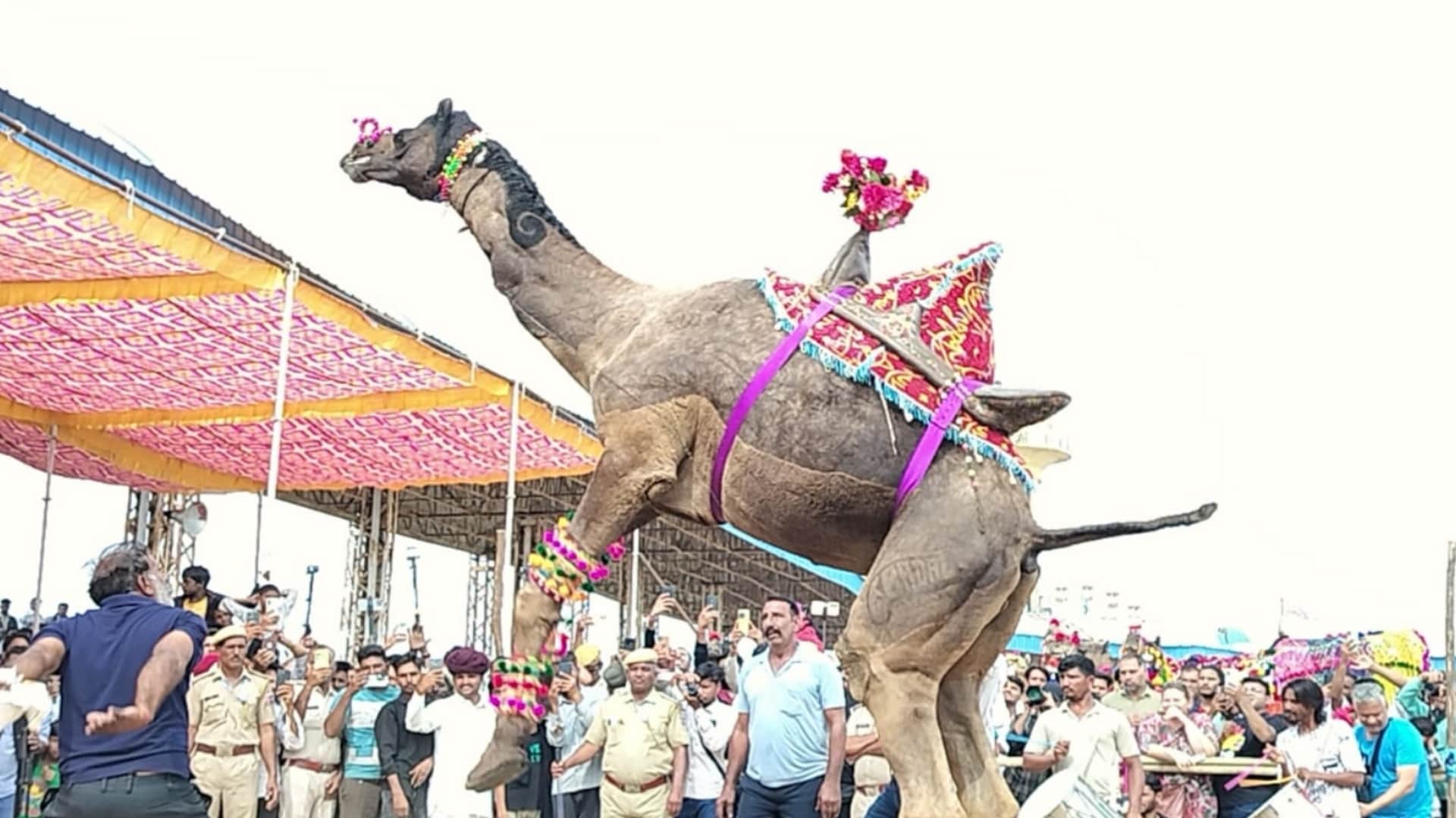 Rajasthan Pushkar Mela 2025 Camel Dance Steals the Show Mesmerizing Indian and Foreign Tourists